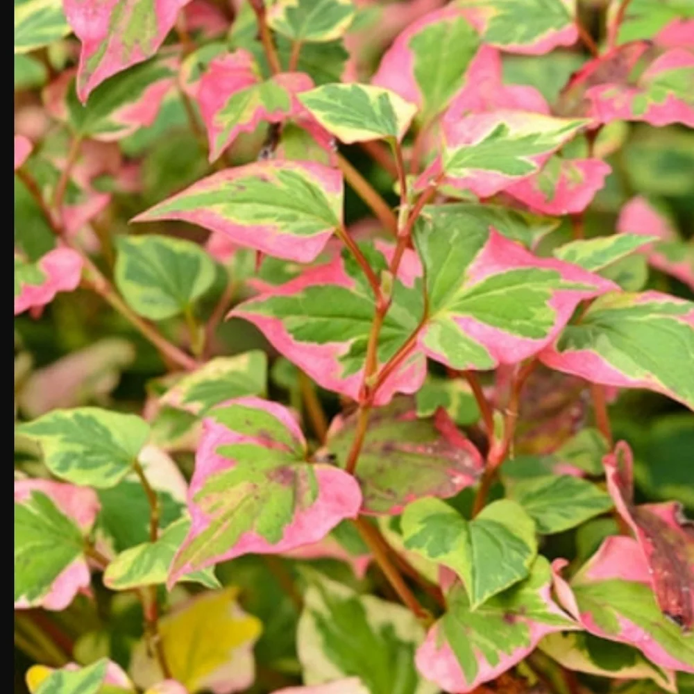 Chameleon Plant Groundcover 30 plants $20 - Picture 1 of 6